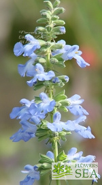 Salvia pitcheri grandiflora