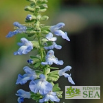 Salvia pitcheri grandiflora