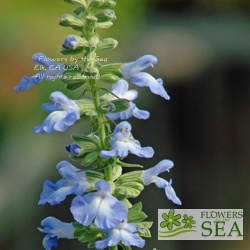 Salvia pitcheri grandiflora