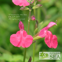 Salvia greggii 'Pink Preference'