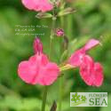 Salvia greggii 'Pink Preference'