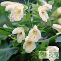 Salvia nipponica 'BSWJ5829'