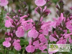 Salvia microphylla 'Flower Child'