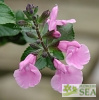 Salvia microphylla 'Flower Child'