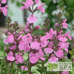 Salvia microphylla 'Flower Child'