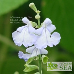 Salvia cardiophylla