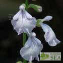 Salvia cardiophylla