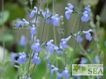 Salvia villosa