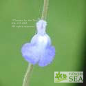 Salvia villosa