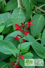 Salvia cinnabarina