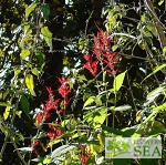 Salvia cinnabarina