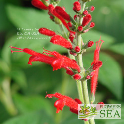 Salvia cinnabarina