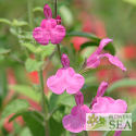 Salvia microphylla 'La Trinidad Pink'