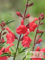 Salvia microphylla 'Orange Door'