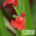 Salvia microphylla 'Orange Door'