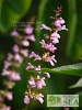 Salvia carnea