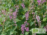 Salvia carnea