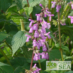 Salvia carnea