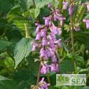 Salvia carnea