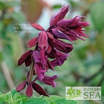 Salvia splendens 'Sao Borja'