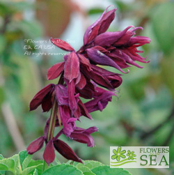 Salvia splendens 'Sao Borja'