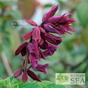 Salvia splendens 'Sao Borja'