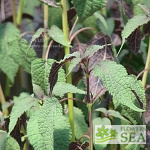 Salvia ionocalyx