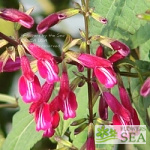 Salvia ionocalyx