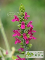 Salvia eizi-matudae