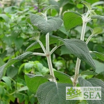 Salvia eizi-matudae