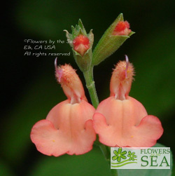 Salvia x jamensis 'California Sunset'