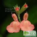 Salvia leucophylla