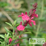 Salvia greggii 'Cold Hardy Pink'