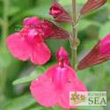 Salvia greggii 'Cold Hardy Pink'