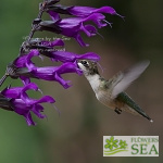 Salvia 'Amistad'