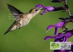 Salvia 'Amistad'