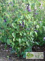 Salvia 'Amistad'