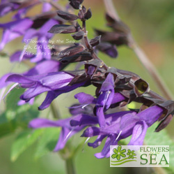 Salvia 'Amistad'