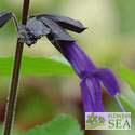 Salvia 'Amistad'