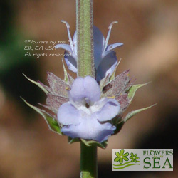 Salvia x 'Starlight'