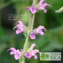 Salvia nemorosa 'Royal Crimson Distinction'