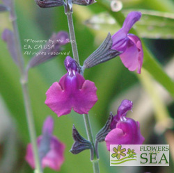 Salvia lycioides x greggii 'Ultra Violet'
