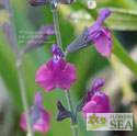 Salvia lycioides x greggii 'Ultra Violet'