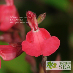 Salvia greggii 'Furman's Red'