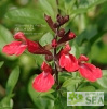 Salvia greggii 'Lipstick'