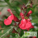 Salvia greggii 'Lipstick'