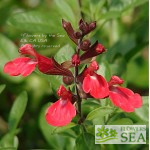 Salvia greggii 'Lipstick'