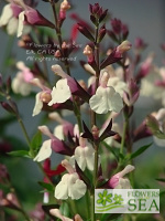 Salvia x jamensis 'Full Moon'