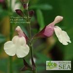 Salvia x jamensis 'Full Moon'