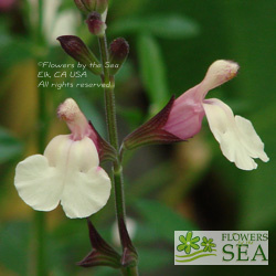 Salvia x jamensis 'Full Moon'